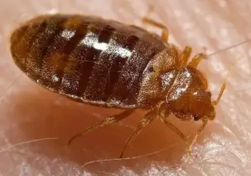 Bed-Bug-Treatment--in-Emeryville-California-bed-bug-treatment-emeryville-california.jpg-image