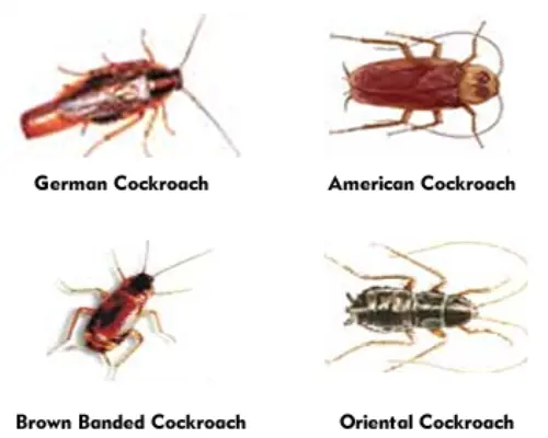 Cockroach-Extermination--in-Redwood-City-California-cockroach-extermination-redwood-city-california.jpg-image