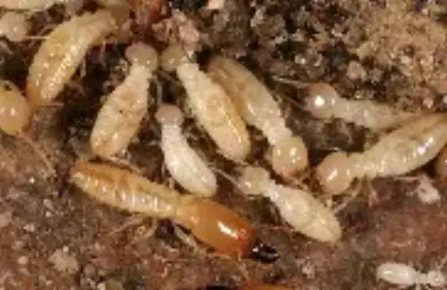 Termite-Treatment--in-Lafayette-California-termite-treatment-lafayette-california.jpg-image